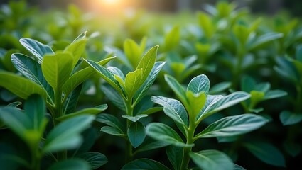 Obraz premium Sunlight highlights vibrant forest vegetation and mossy ground. Perfect for nature magazines, environmental blogs, or outdoor product advertisements