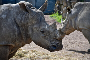 Obraz premium Portrait d'un rhinocéros