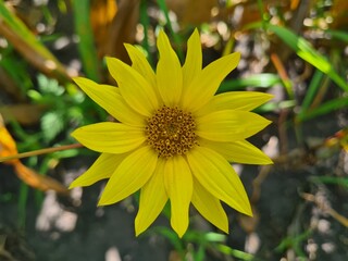 Small Sunflower Blooming in Nature
