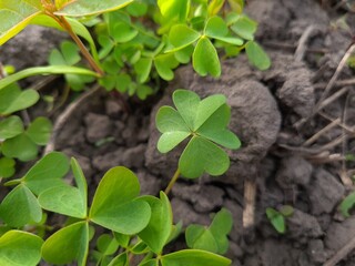 Lucky Cleaver Herb Growing in Nature