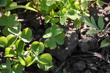 Lucky Cleaver Herb Growing in Nature