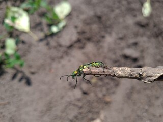 Closeup of Bug in Nature