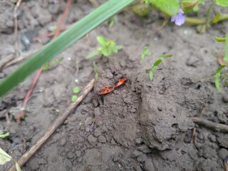Closeup of Bug in Nature