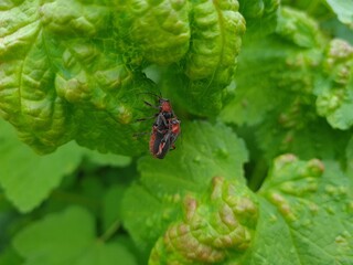 Closeup of Bug in Nature
