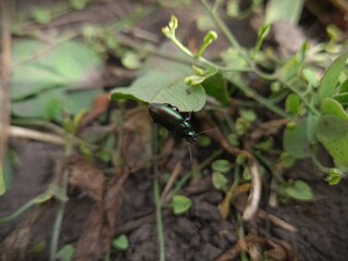 Closeup of Bug in Nature