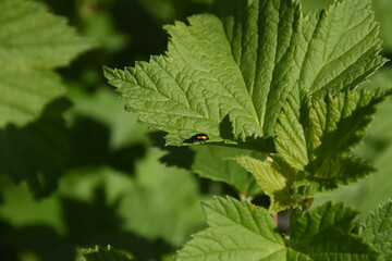 Closeup of Bug in Nature