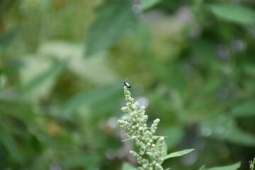 Closeup of Bug in Nature