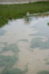 Fresh puddle reflecting greenery after gentle rain in a natural landscape