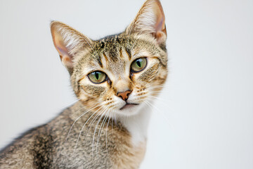 Obraz premium close up of a cat