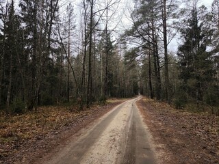 A cold autumn evening forest with a road in the middle. Peaceful rural landscape. Dramatic landscape road in the forest.