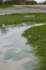 Water flowing through lush green grass in a serene natural setting during daytime
