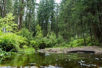 Ein kleiner Bach in einem Wald im Erzgebirge - Sachsen