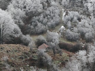 snow covered trees