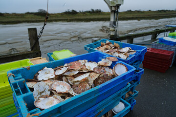 Freshly harvested scallops are organized in colorful crates by the dock during early morning in a...