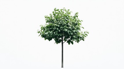 Isolated small green tree on white.