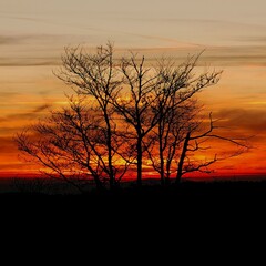 Naklejka premium tree in the sunset