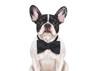 Fototapeta premium Stylish, lovable puppy and bow tie. Close-up, indoors. Studio shot. Congratulations for family, relatives, loved ones, friends and colleagues. Pet care concept
