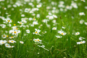 Daisy field