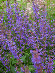 Salvia pratensis 'Indigo'