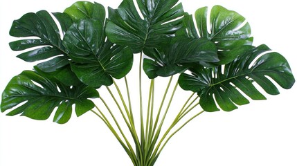Lush artificial monstera deliciosa leaves on stems, isolated on white.