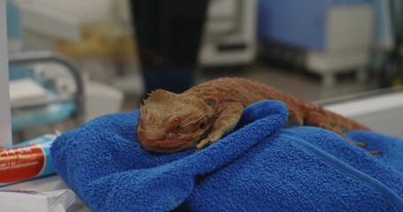 A bearded dragon, on a blue towel, lies on an examination table at a veterinary clinic, awaiting medical attention and care from a veterinarian. A bearded dragon at a veterinarian's appointment.
