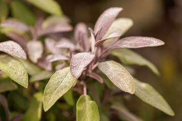 Salbei (Salvia officinalis)