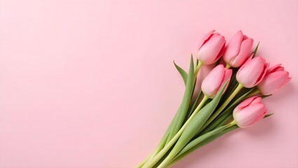 Fototapeta premium pink tulips on pink background