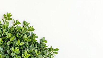 Obraz premium Lush green foliage corner border on white.