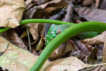 close-up of a green side striped palm viper hunting a toad