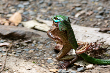 close-up of a green side striped palm viper bringing a toad to a sefe place