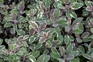 Salvia officinalis 'Tricolor'