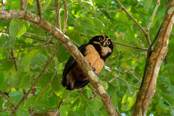 close-up of a spectaculed owl on a branch in costa rica