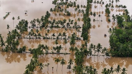 Obraz premium A view of flooding in an area of coconut plantations and tropical vegetation