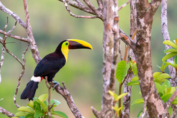 close-up of a yellow throated toucan posing in a tree in dominical costa rica