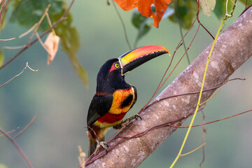 close-up of a fiery billed acari posing in a tree right in front of me at dominical costa rica