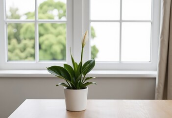 Fototapeta premium flower in window