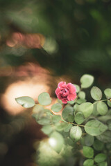  natural and sustainable products, the demand for Rosa damascena and its derivatives is likely to...