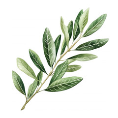 Green laurel leaf branch, isolated on transparent or white background