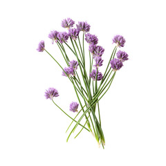 Chive blossoms as a garnish or mixed into butter isolated on transparent background