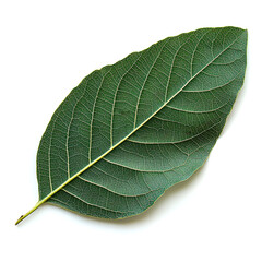 Obraz premium Single green leaf isolated on white. (2)