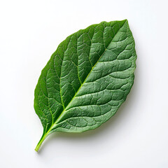 Obraz premium Single vibrant green leaf isolated on white background. (2)