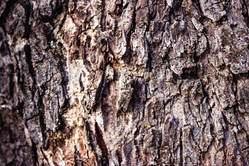 bark of a tree texture