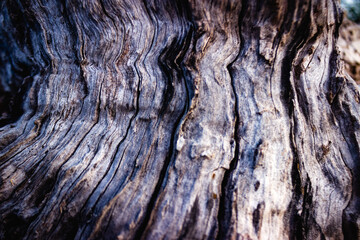 bark of a olive tree texture