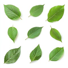 Fototapeta premium Nine green leaves arranged in a grid pattern on a white background.