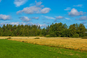 Agricultural fields meet boreal forest in the picturesque Finnish countryside. Summer landscape showcases vibrant contrast between green pasture, golden grain, and evergreen woodland