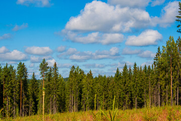 Majestic Finnish pine forest under bright summer sky with scattered cumulus clouds. Nordic boreal woodland landscape showcases tall evergreen trees and natural wilderness scenery.