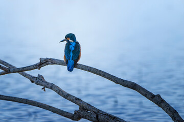 Common kingfisher (Alcedo atthis) or Eurasian kingfisher or river kingfisher on a perch. Isonzo river mouth, Isola della Cona, Friuli Venezia Giulia, Italy. Blue nature background with copy space.