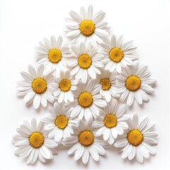 Fototapeta premium A Beautiful Arrangement of Fresh White Daisies with Bright Yellow Centers on a Soft White Background for Nature and Floral Themed Projects