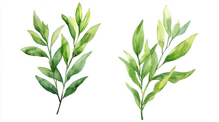 Fototapeta premium Hand drawn watercolor illustration. Spring leaves and branches. Floral design elements. Perfect for invitations, greeting cards, blogs, posters