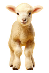 Fototapeta premium PNG Livestock animal mammal sheep.